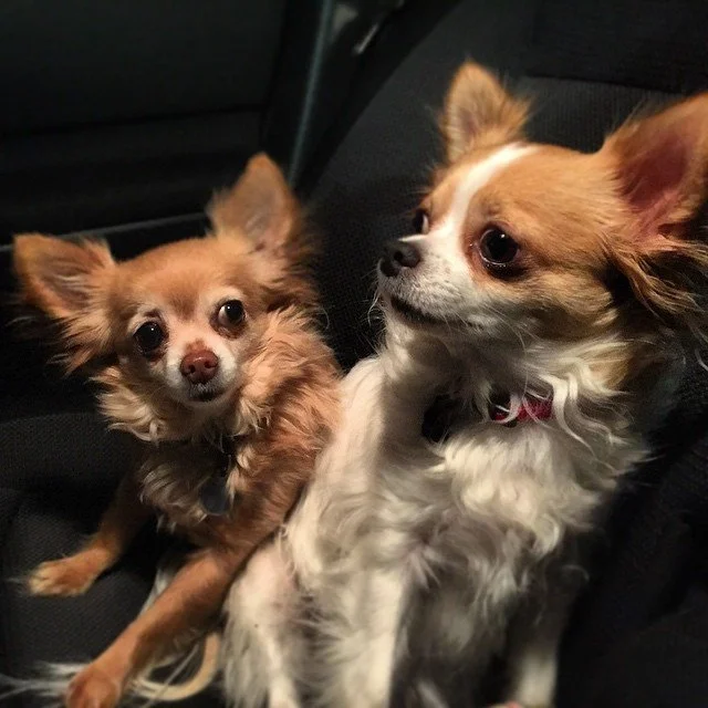 PUP CAPTIONS // zeus: I heard 'treat'! yo, chloe, did you hear her say