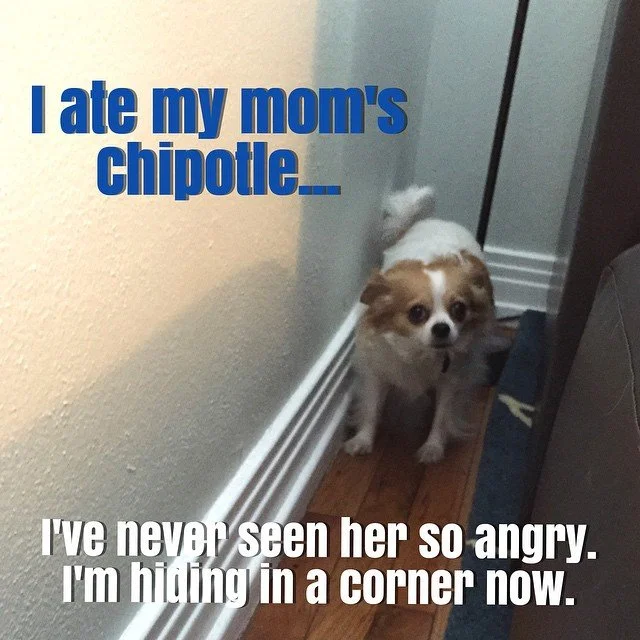 GUACAMOLE // this happened today. 😡😩 #ChloeQubty #petshaming