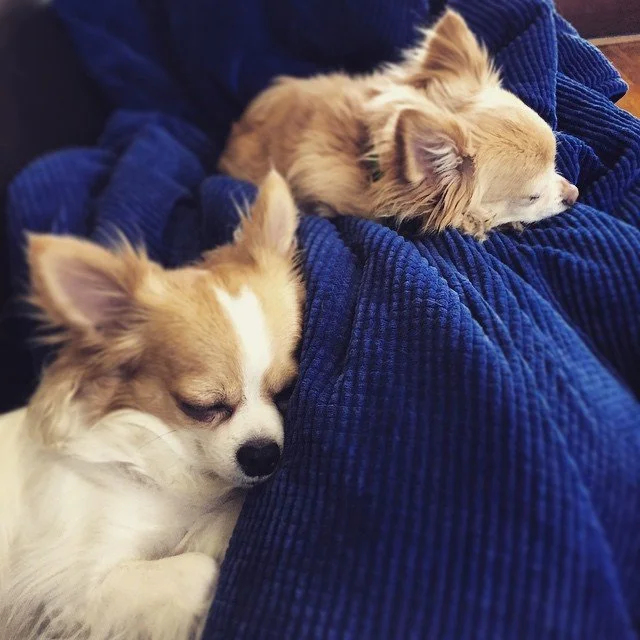 NAPS ON NAPS ON NAPS // the two cutest pups ya ever did see.