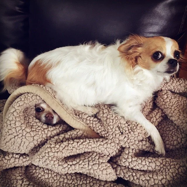 HIDING SPOT // chloe's like, "hey where'd my brother go? i swear he wa