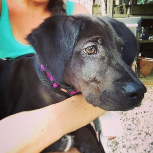 ELLA-PHANT // hi everybody! i'm new to the p's and q's family! my name