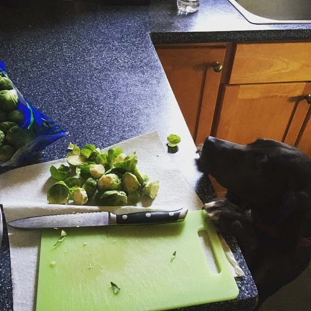 VEGGIE QUEEN // it's official. #EllaQubty likes brussels sprouts! she'