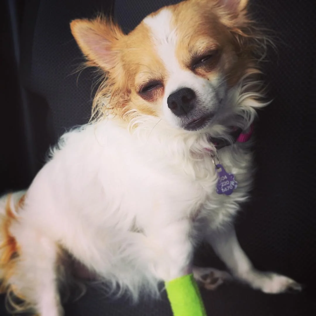 THE FACE OF DERPINESS // #ChloeQubty went to the vet yesterday for her