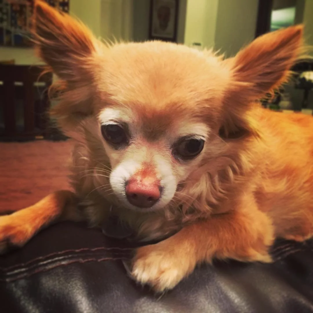MY LITTLE LION // #ZeusQubty is very sad for cecil the lion. zimbabwe 