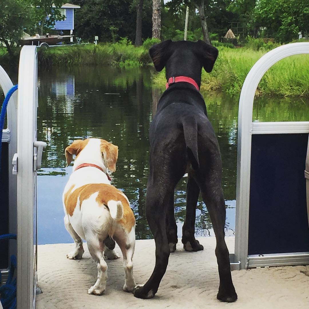 DOG BUTTS // in mississippi #EllaQubty