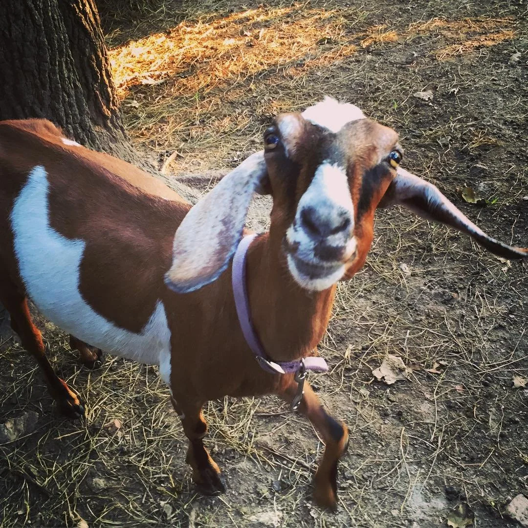 WWOOF // wwoofing adventure in missouri with @gingertonique