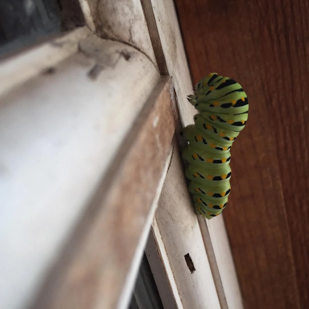 CATERPILLAR // my favorite little green guy @gingertonique #wwoofing #