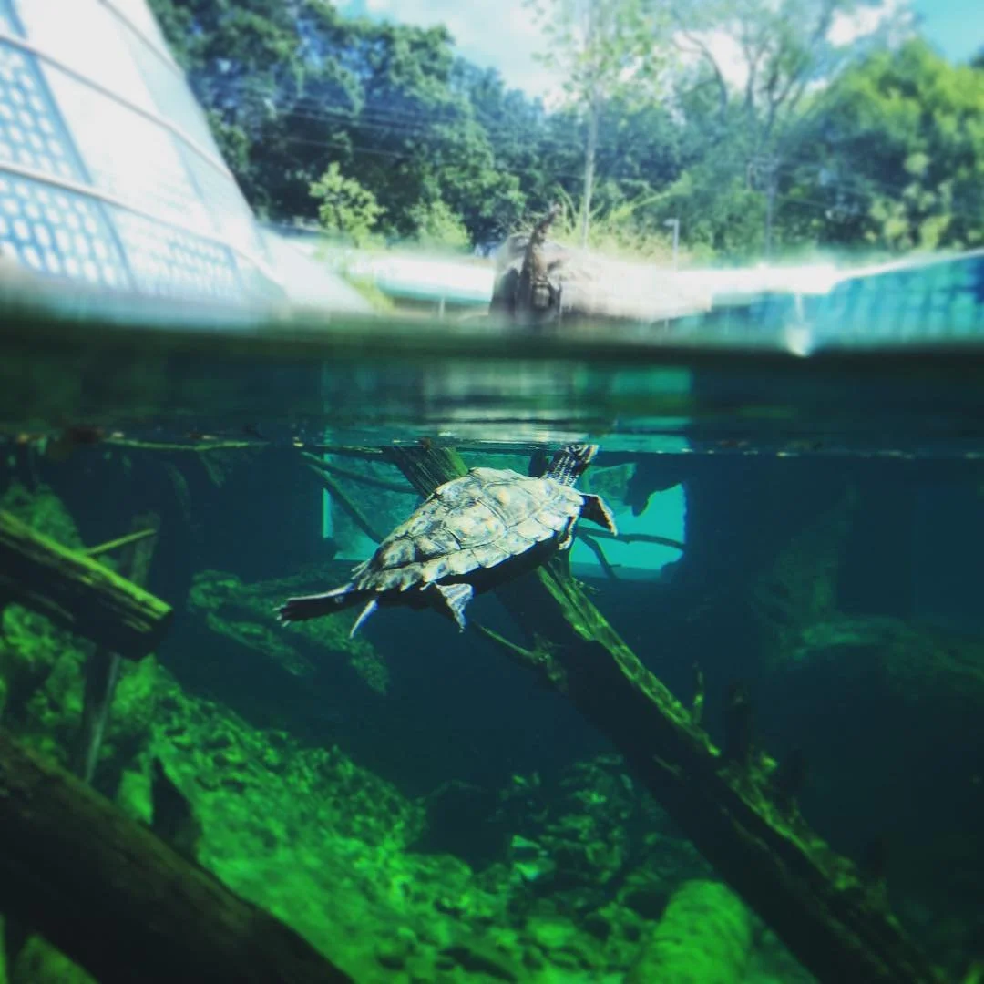PERSPECTIVE // turtle at zoo atlanta