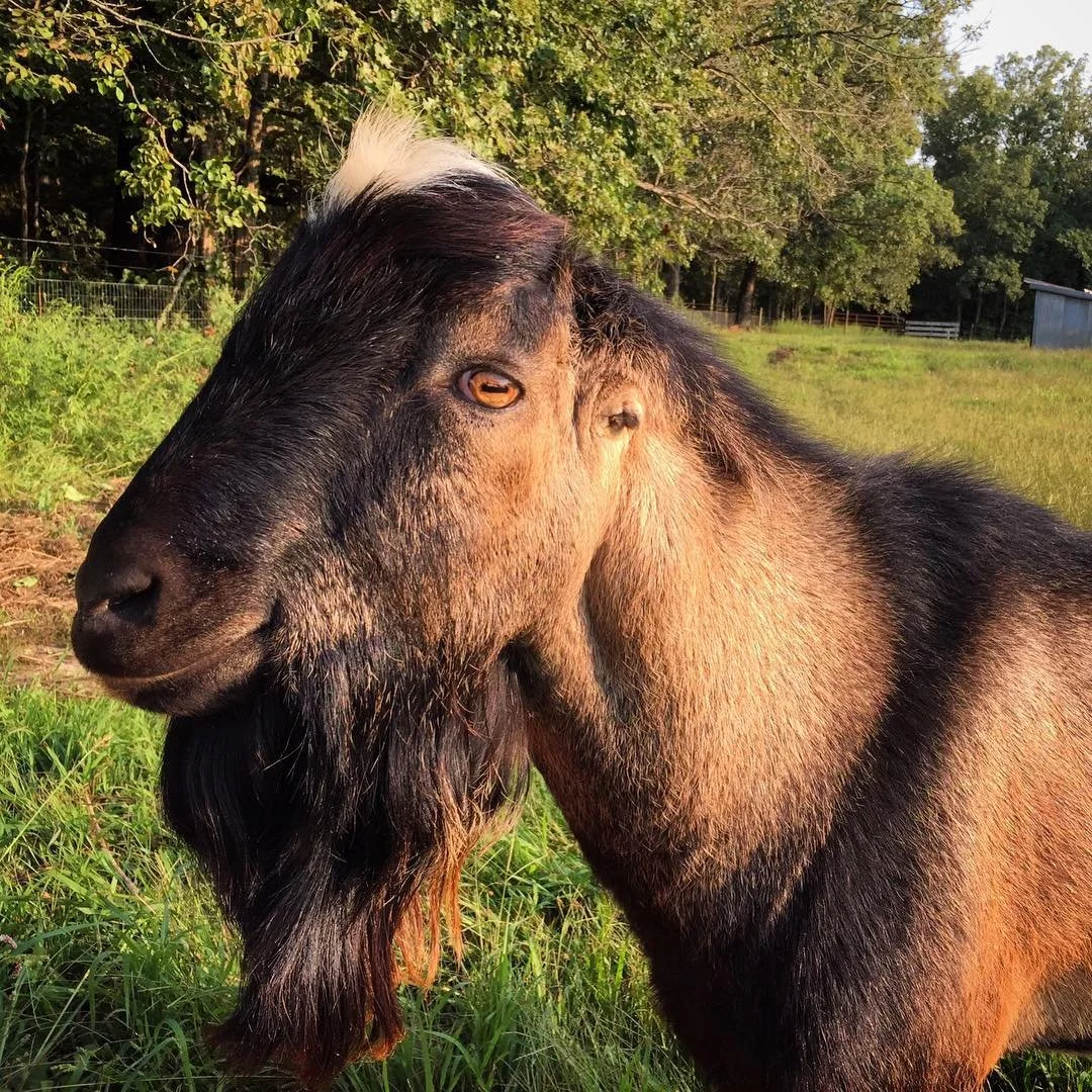 WWOOF // that time on the farm when we made a new fenced area for the 