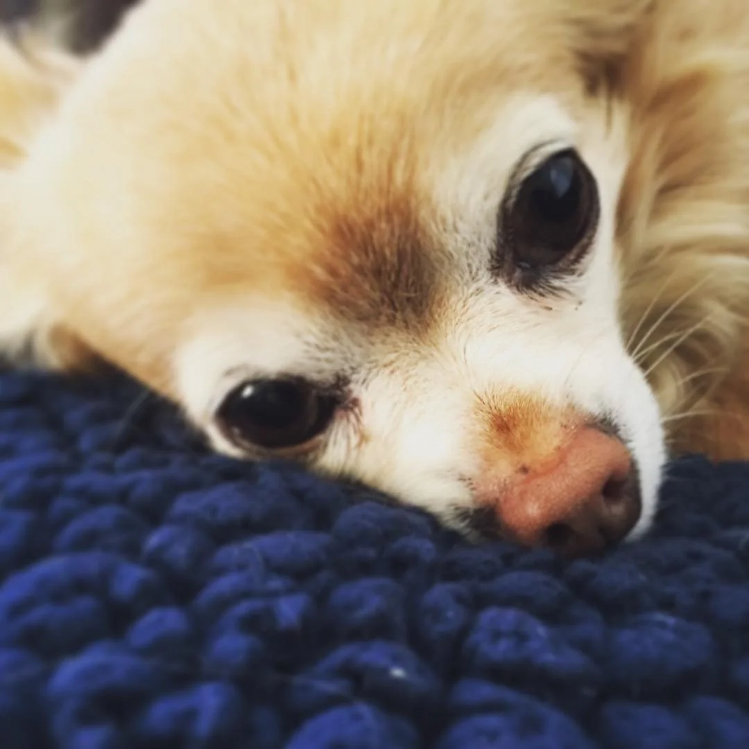 MY LITTLE LION // my old man, #ZeusQubty.