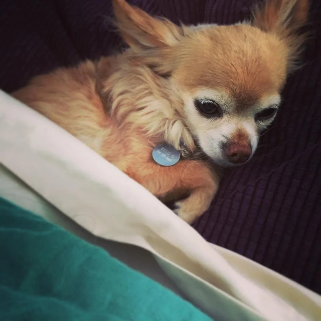 LITTLE LION // my little lion has a cold! naps and treats are in order