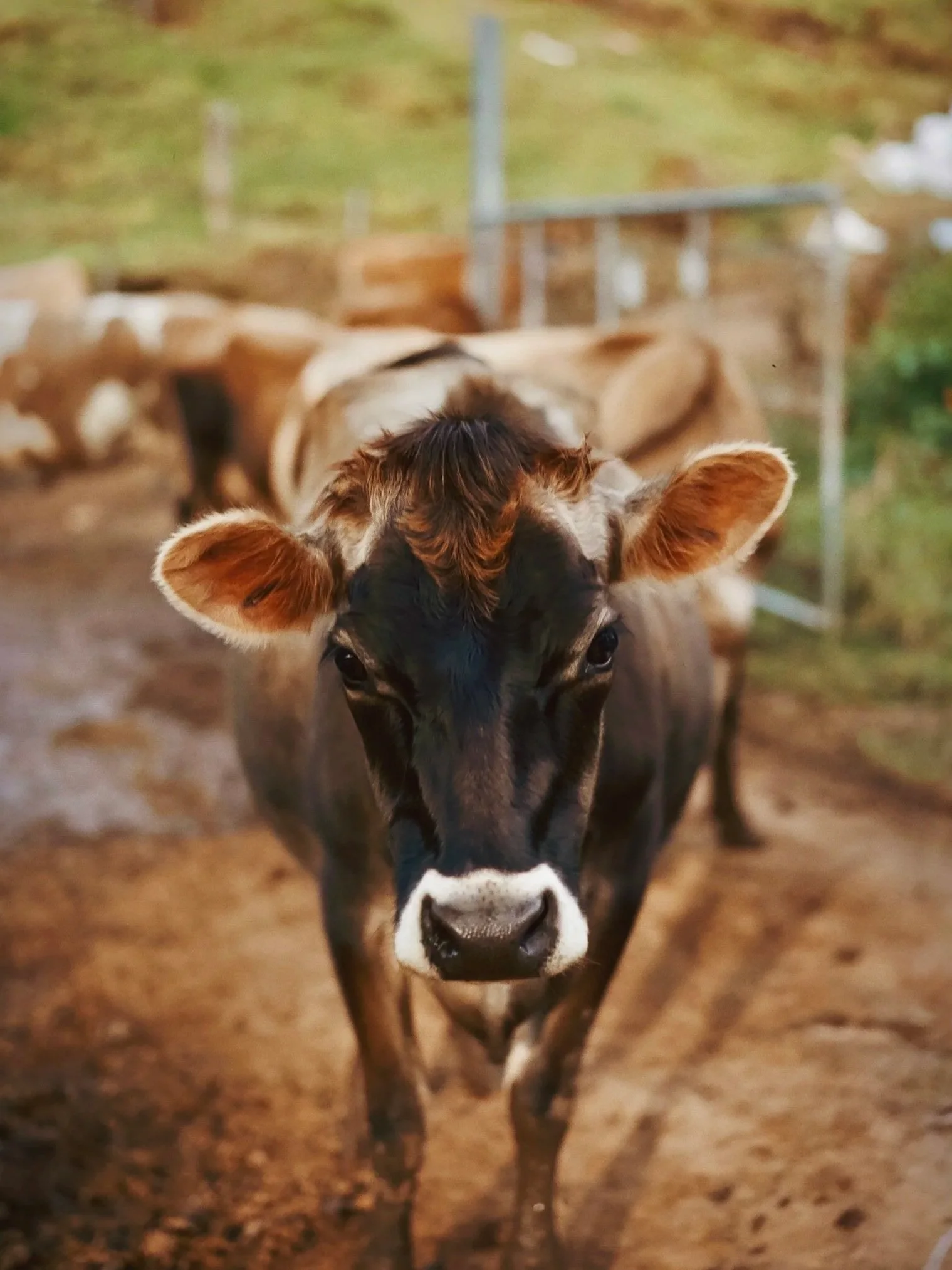 cow.jpg