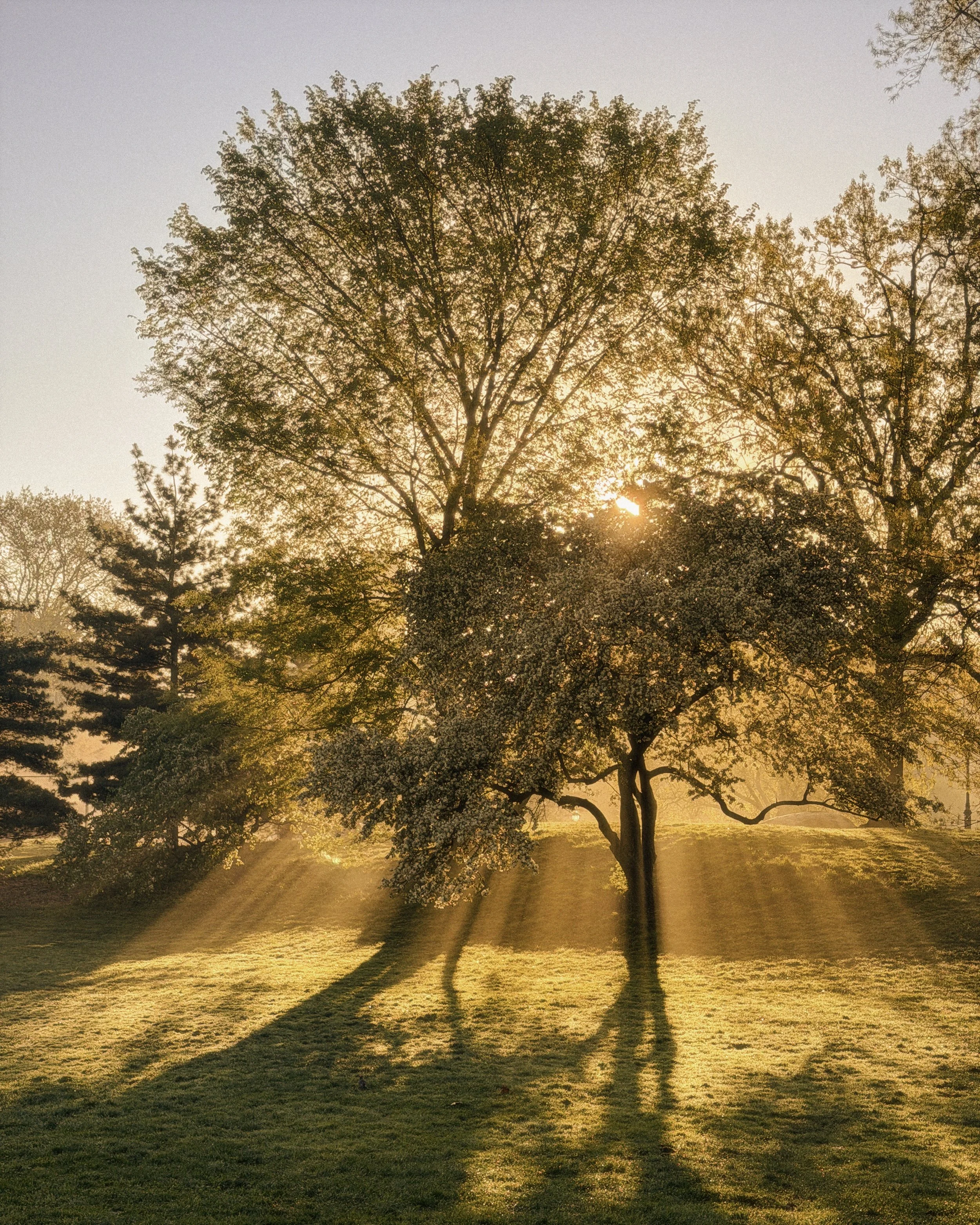 tree sun.jpg