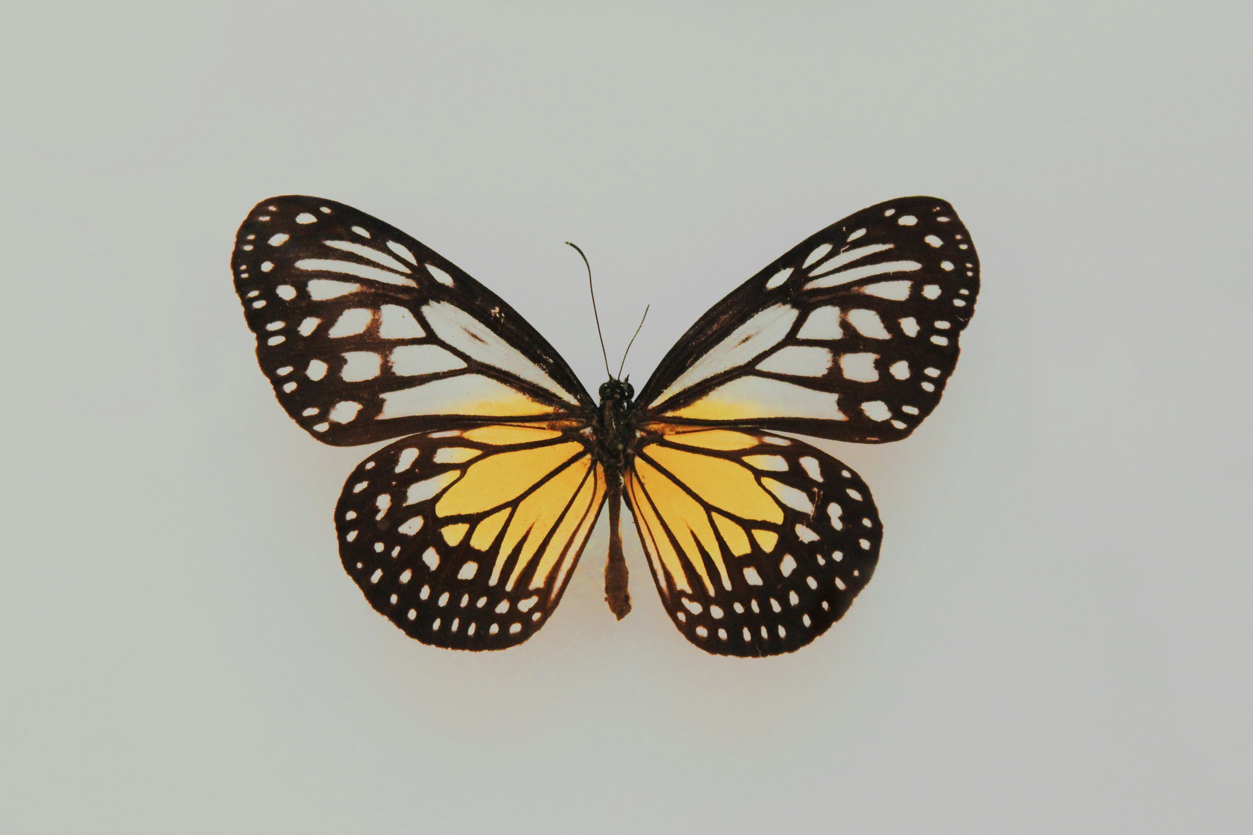 unsplash-image-SE2zTdS1MNo.jpg