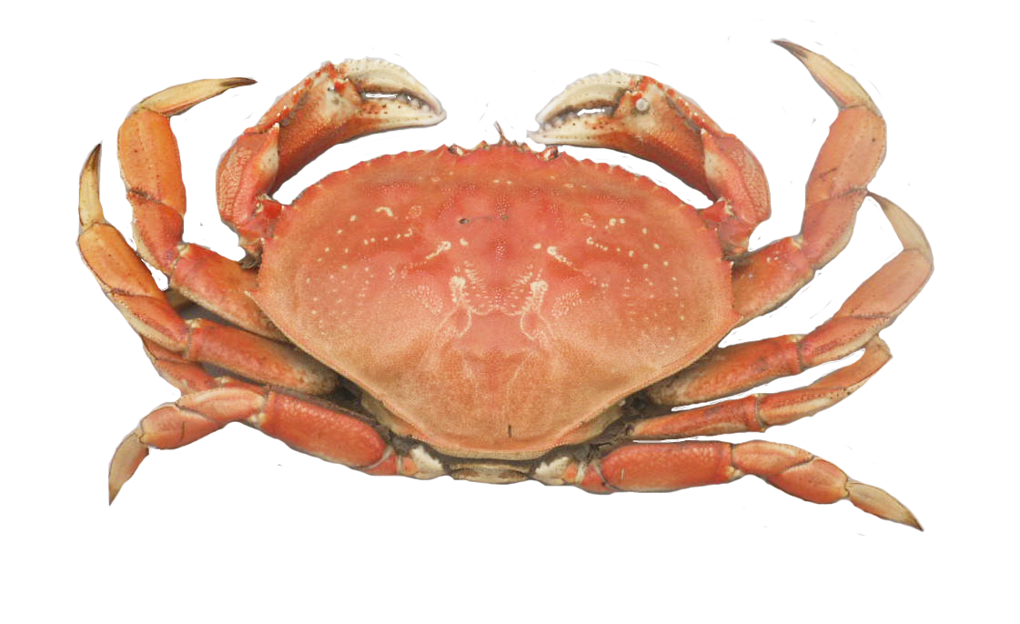 Pre-Order Now | Pacific Ocean Dungeness Crab