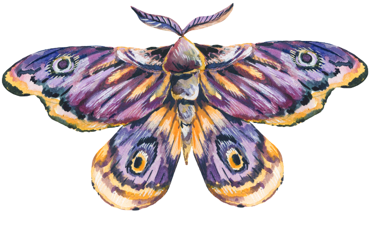 Watercolor moth in purples and golds