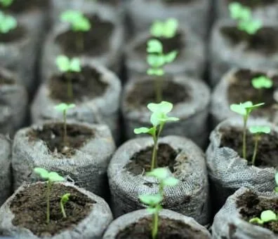 Seed Starting Workshop