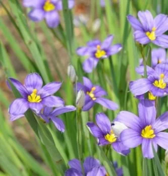 2026 Winter Sowing Workshop (with Focus on Native Plants)