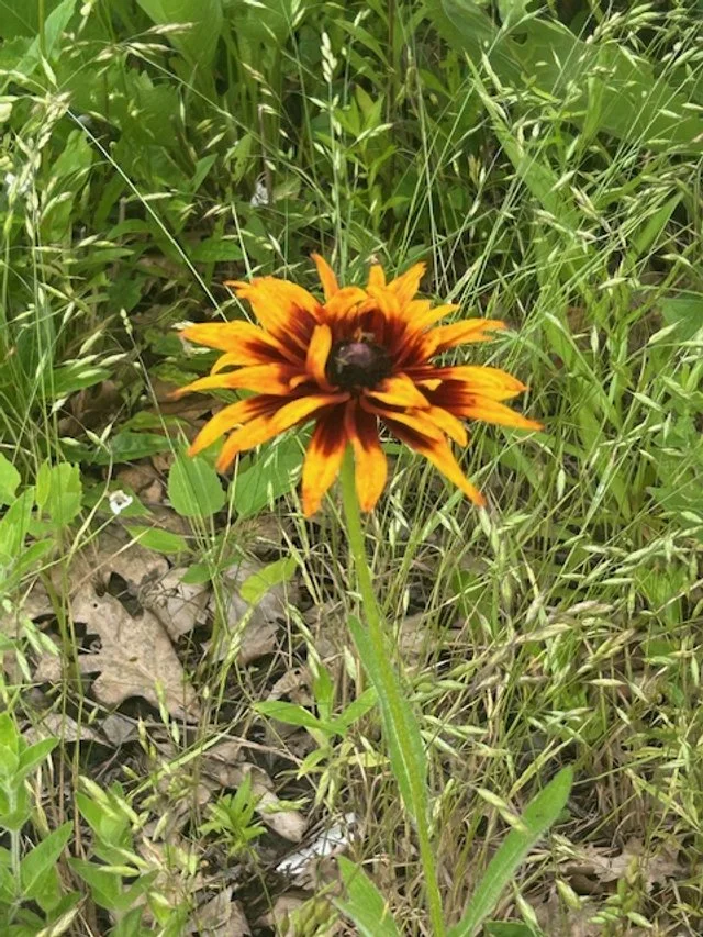 Pollinator Garden 2   6 2025.jpg