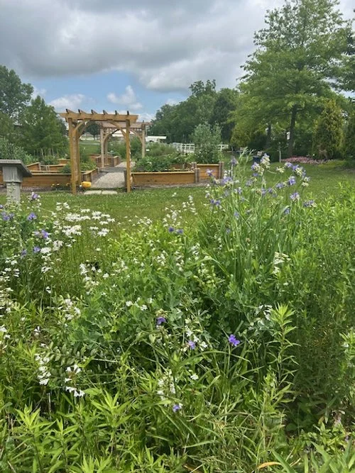 Pollinator Garden 3   6 2025.jpg