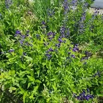 Demo Pollinator 1   6 2025.jpg