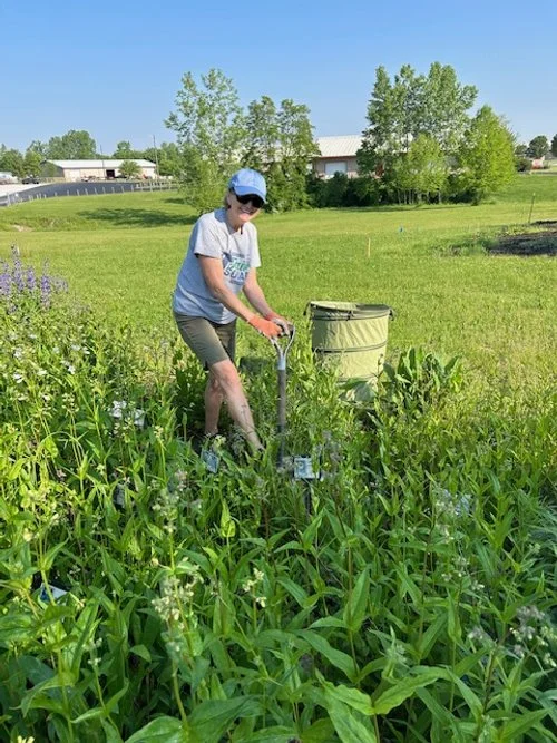 The gardens were thinned of aggressively spreading native plants, which were given away.