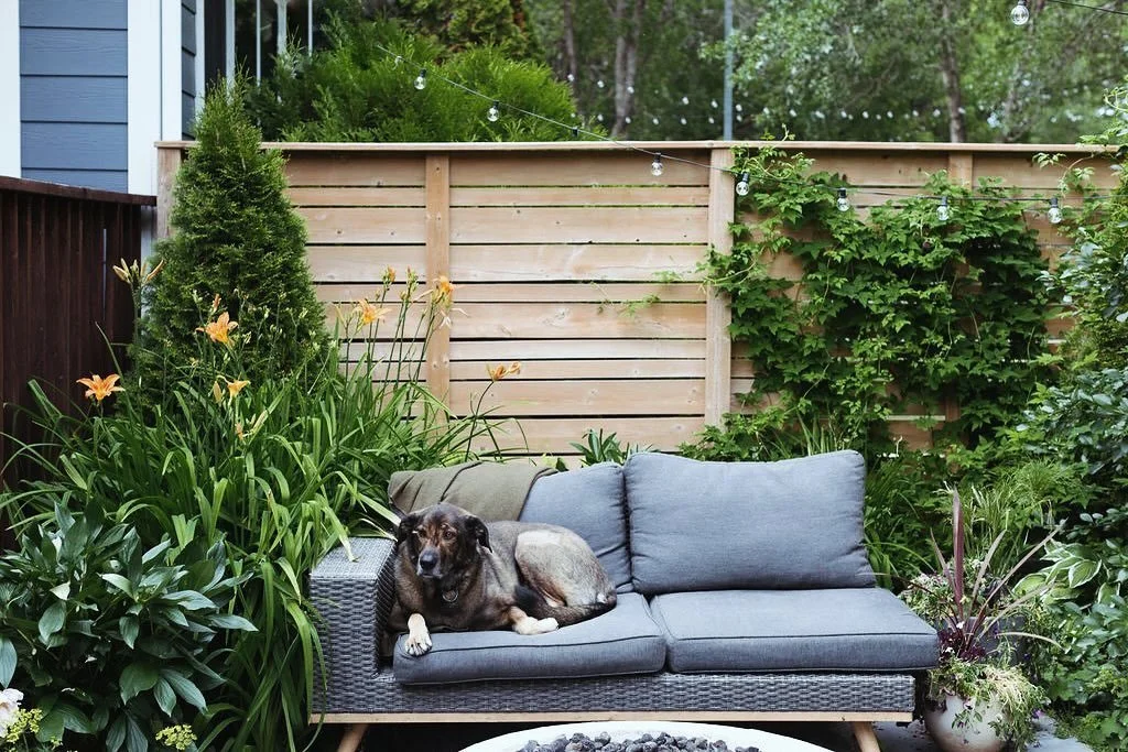 Resident Good Girl. 
.
If you&rsquo;re lucky, you will be welcomed by Bowie. (yes, David Bowie). She will give you a big bark &ldquo;Hello&rdquo; and then be putty in your hands, if you like to dish out scritches.
.
.
📷 @sharon_litchfield