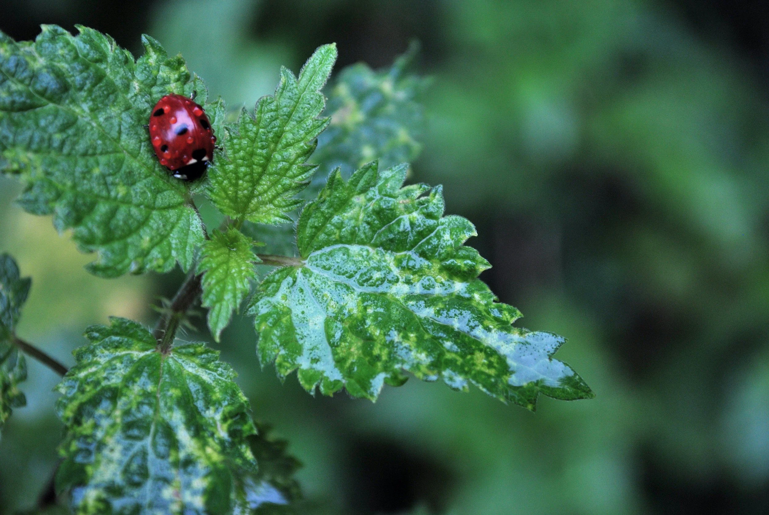 Ladybug symbolizing growth, healing, and emotional release through Brainspotting therapy