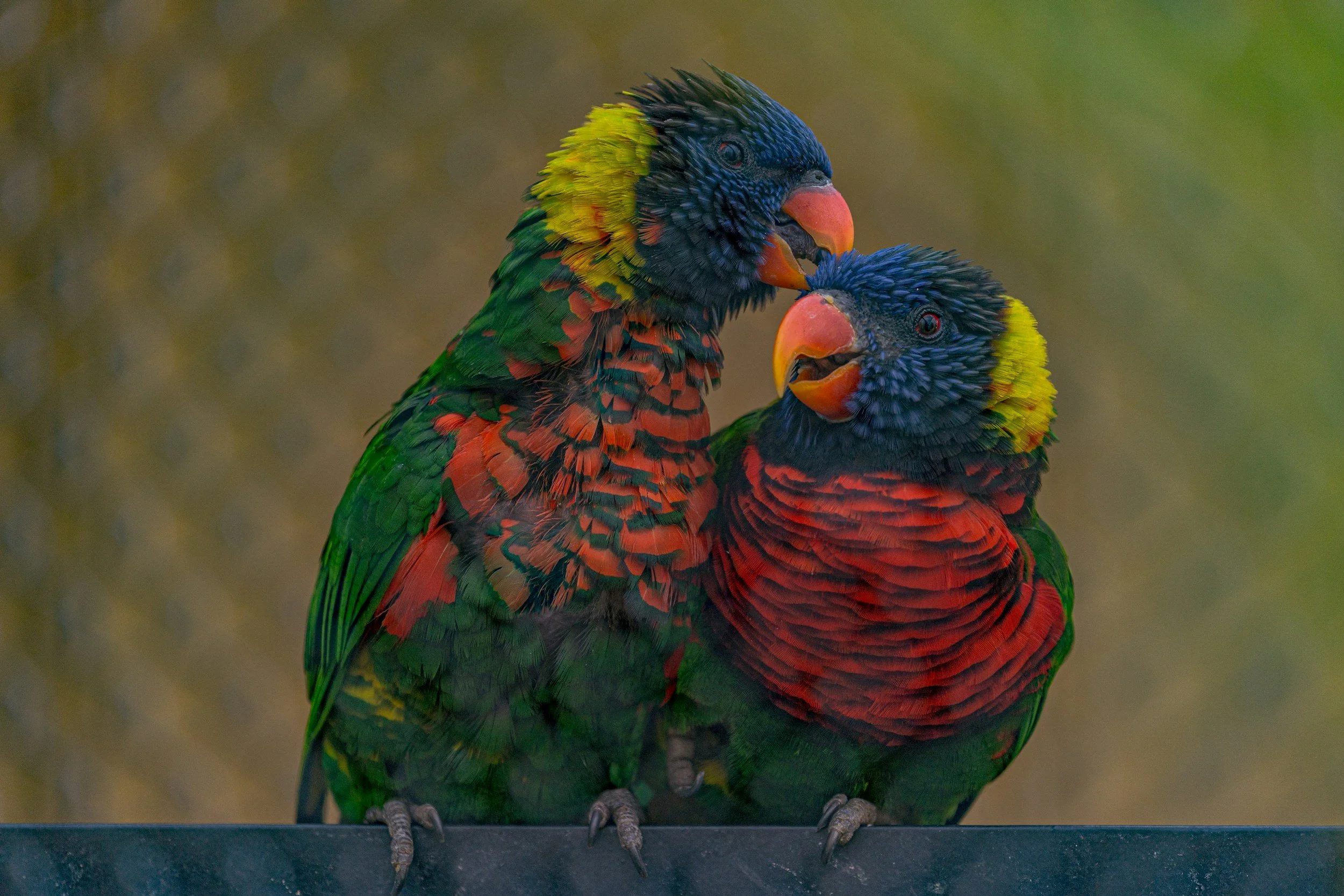 Birds kissing, symbolizing love, harmony, and connection across cultural differences in intercultural couples therapy