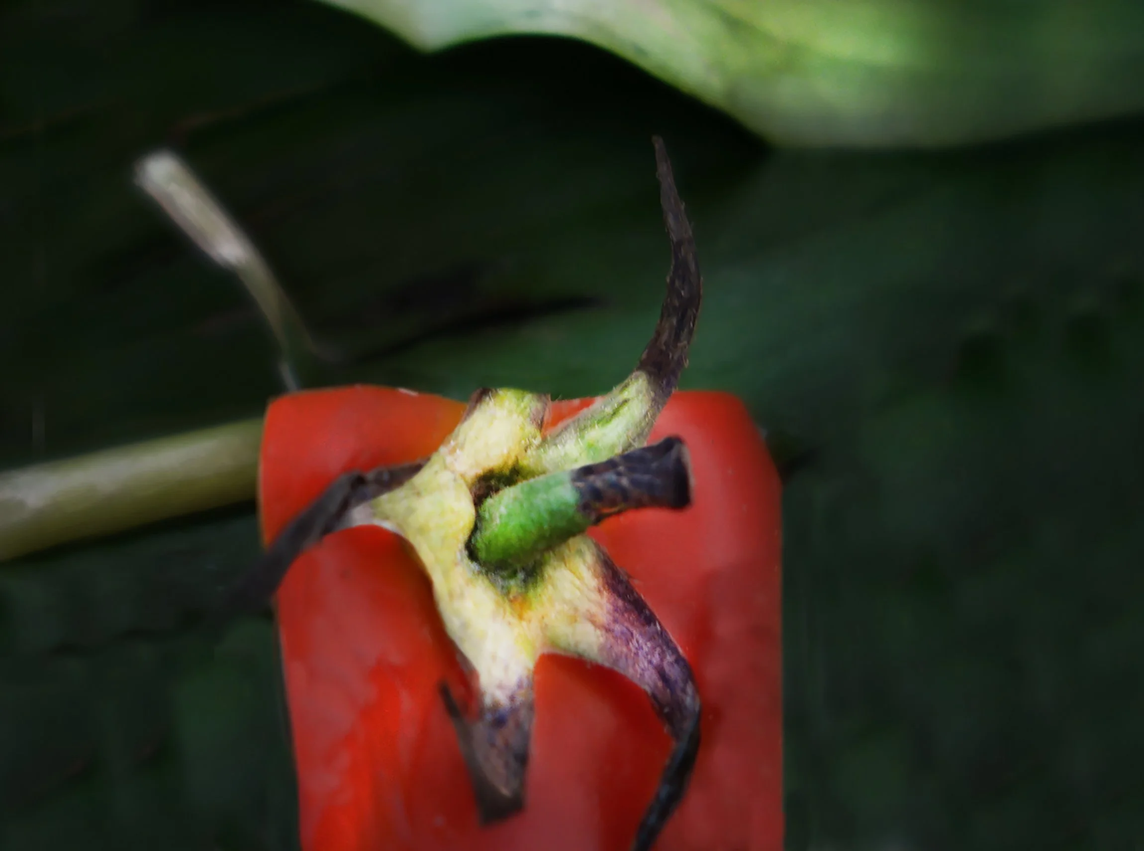 compost:waste16.jpg