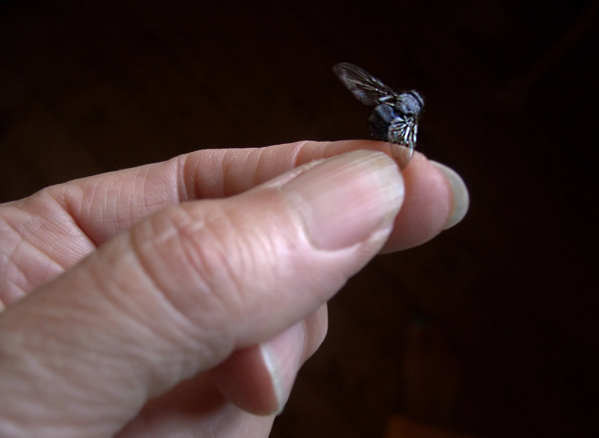 Macro  I 2015-25 08.jpg
