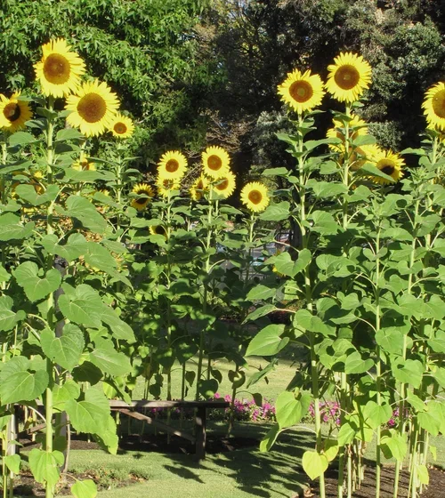 Sunflowers-02