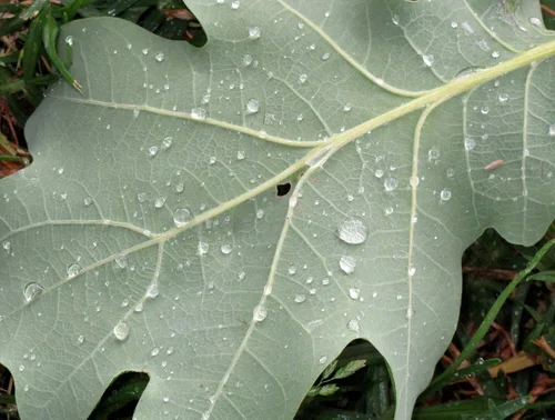 Rain on Leaf-01