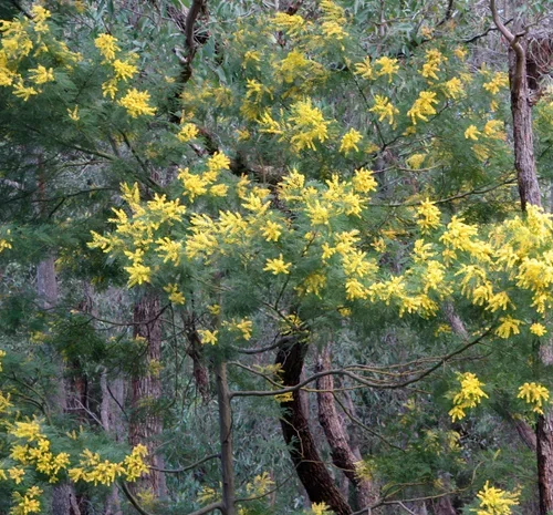 Native Wattle-01