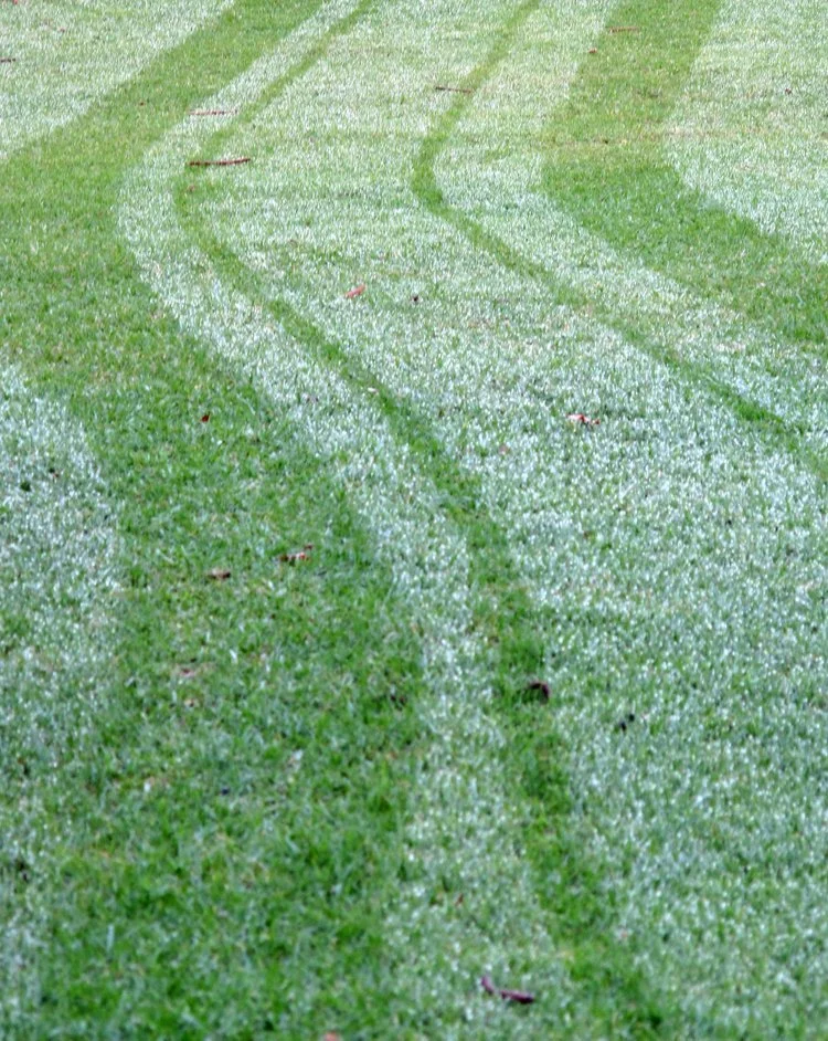Tracks on Grass in Dew