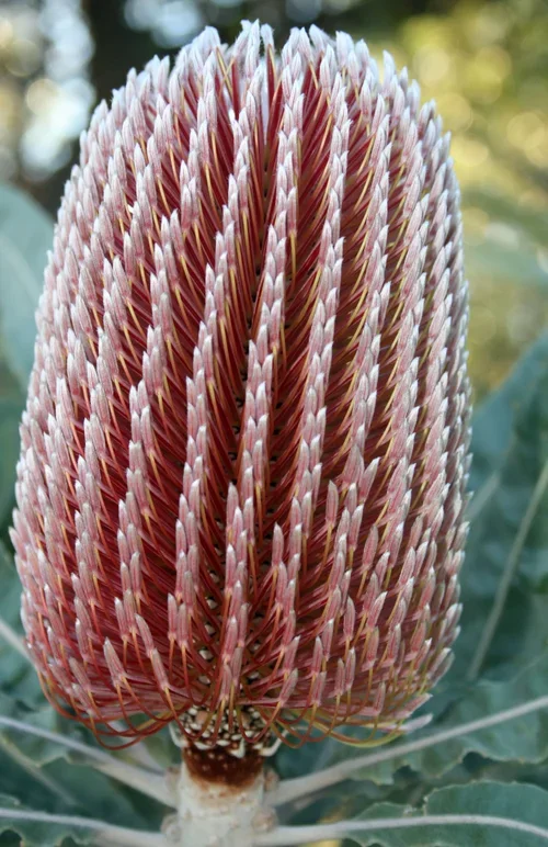 Banksia Flower-01