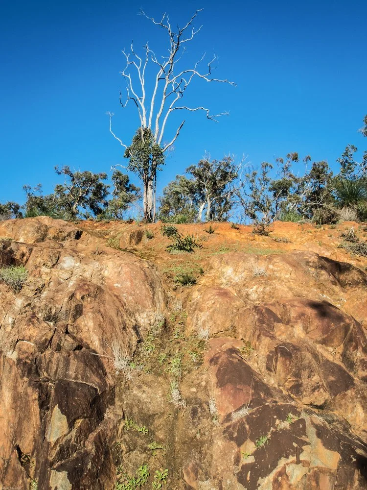 Tree up High, John Forrest National Park