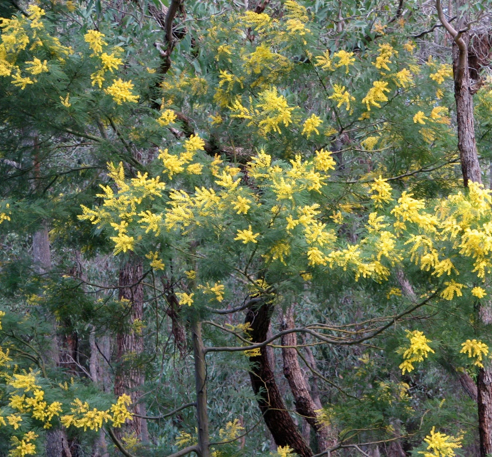 Australian Native Tree_01