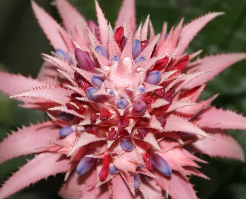 Bromeliad Flower-01