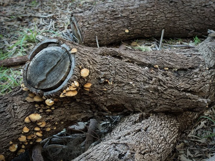 Fungus, Lake Carine Park, Western Australia