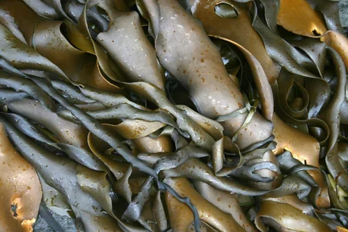 Kelp-o1