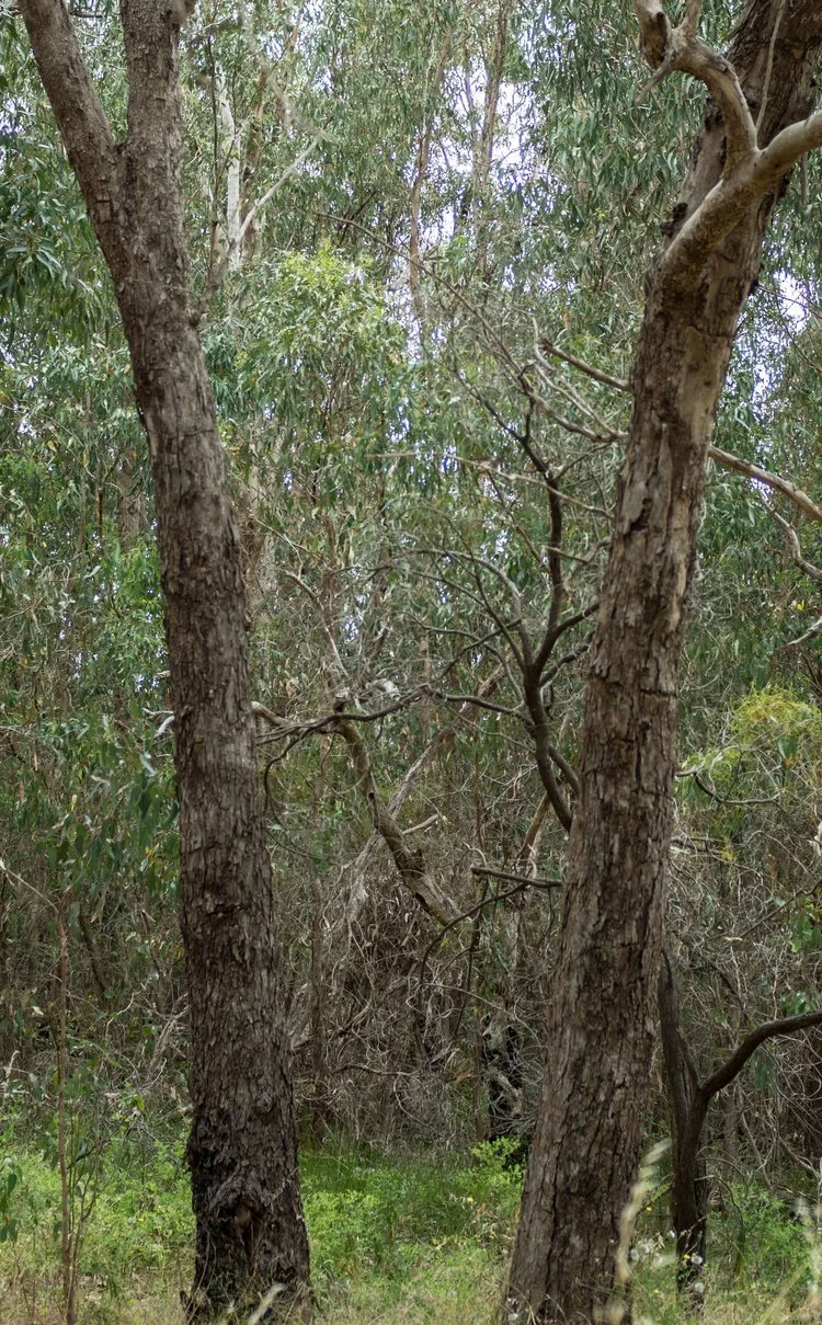 Two Trees, Bushland