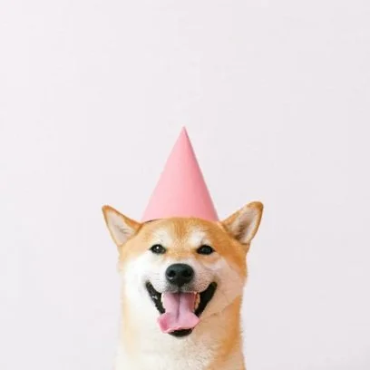 birthday dog.jpg