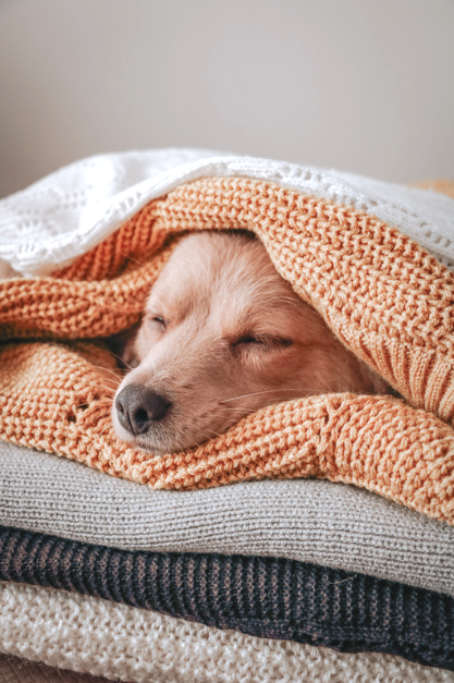 chihuahua in blanked.png