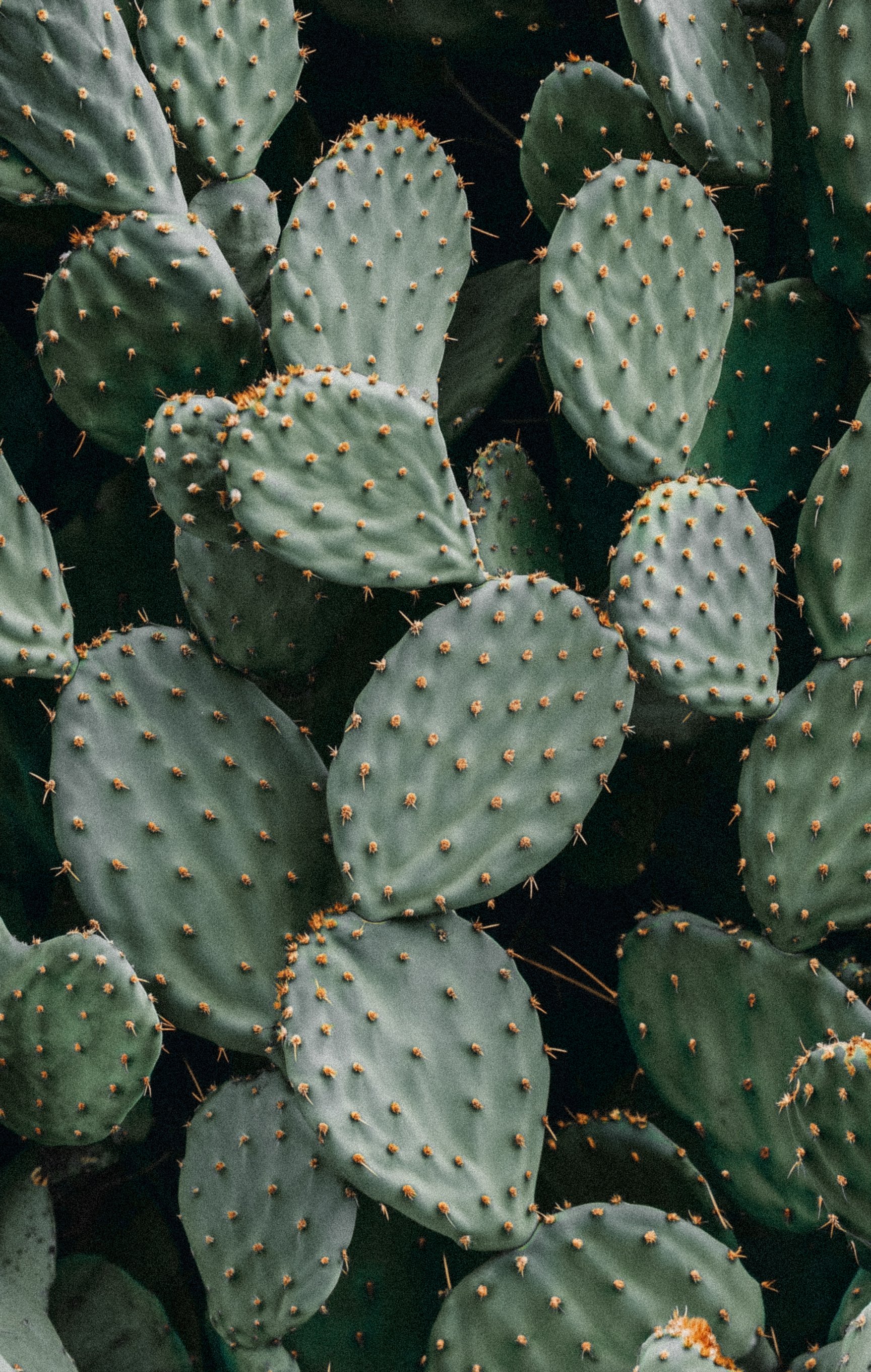 green_prickly_pear_cactus_closeup.jpg