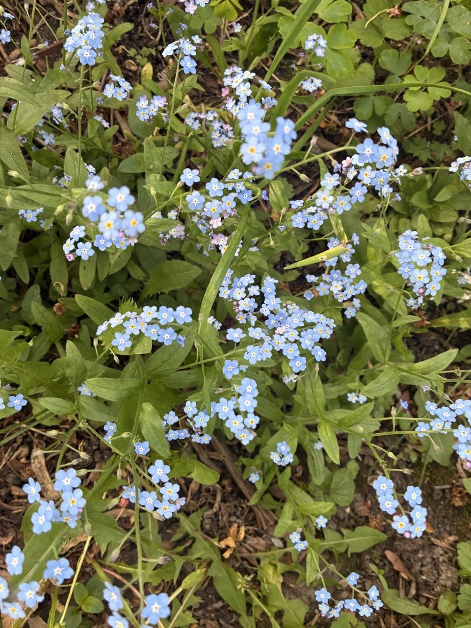 Forget me nots, 2026,  Nearly Lemon, photograph 