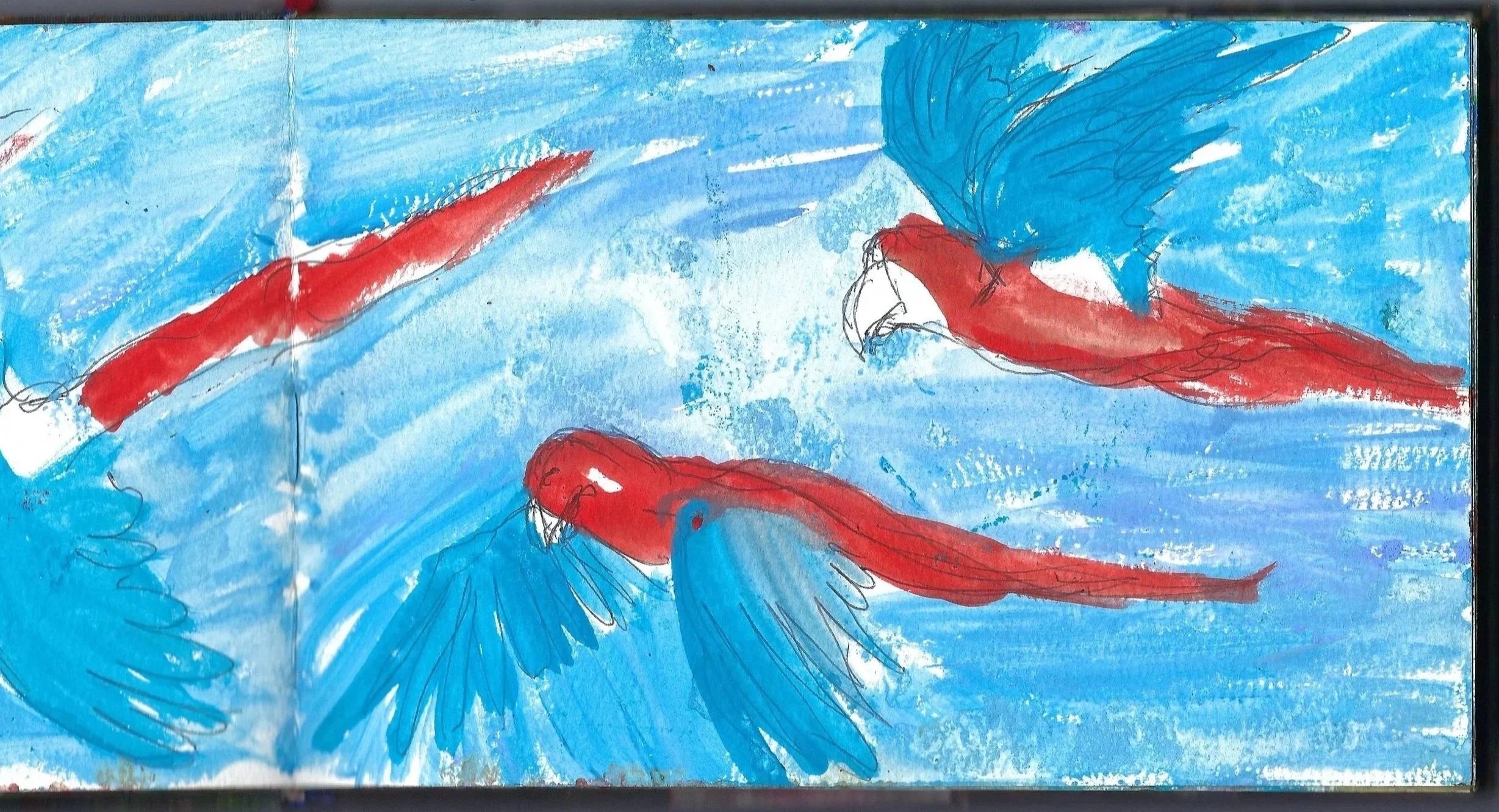 Lapas rojas, Scarlet Macaws