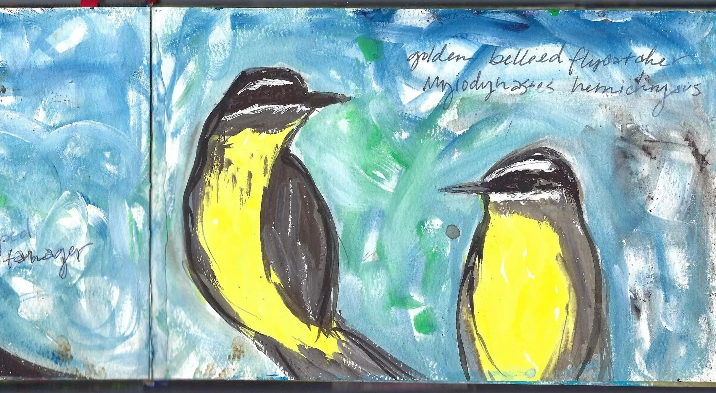 Mosquero Vientridorado, Pecho Amarillo, Golden Bellied Flycatcher