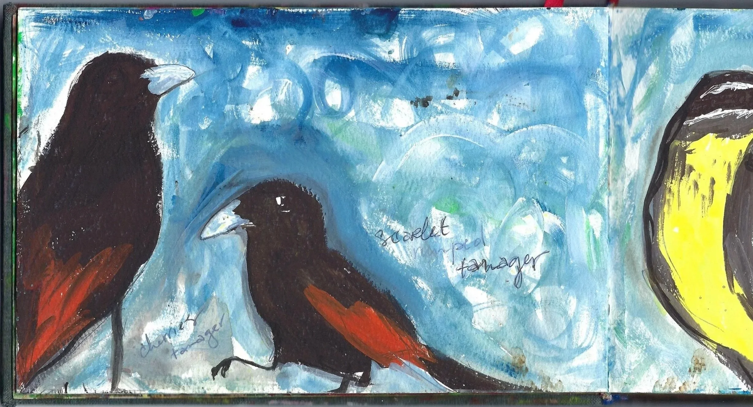 Piranga Escarlata, Scarlet Tanager
