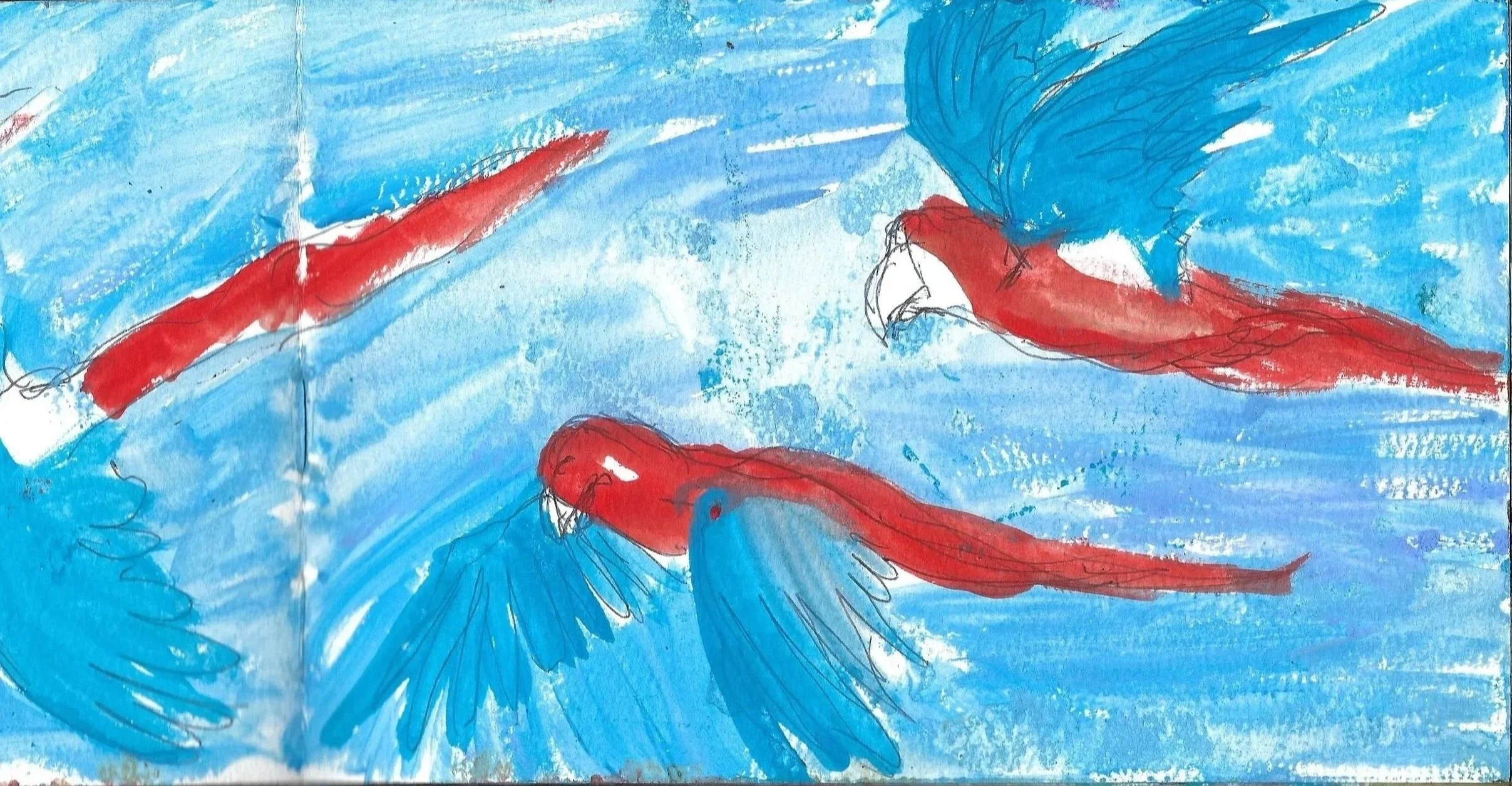 Lapas rojas, Scarlet Macaws